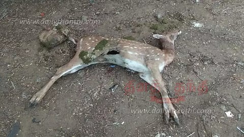 நாய் கடித்ததில் பெண் மான் பலி