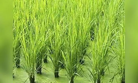 பரமத்தி வட்டாரத்தில் இயற்கை வேளாண்மையை ஊக்குவிக்க திட்டம்