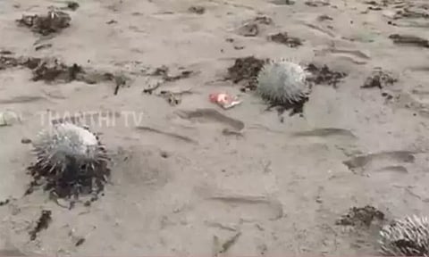 இறந்து கரை ஒதுங்கிய விஷத்தன்மை மீன்கள் - ராமேஸ்வரத்தில் பரபரப்பு