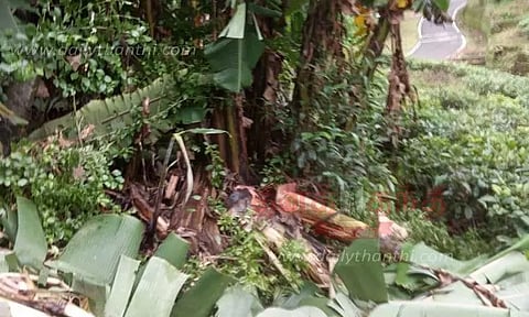 வாழைகளை சேதப்படுத்தி காட்டுயானைகள் அட்டகாசம்