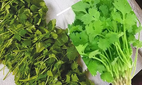 உழவர் சந்தைகளில் கொத்தமல்லி விலை உயர்வு