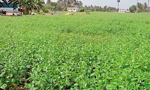 எள் பயிர் சாகுபடி பரப்பளவு அதிகரிப்பு