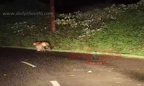 தேசிய நெடுஞ்சாலையில் புலி நடமாட்டம்
