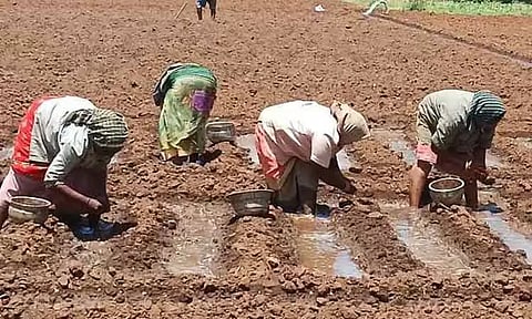 சின்ன வெங்காயம் நடவு பணி