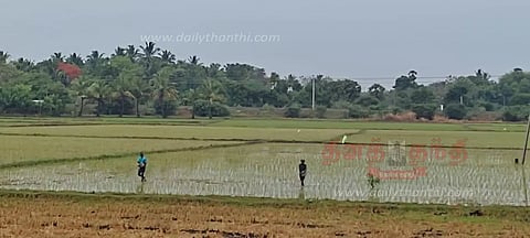 குறுவை சாகுபடி பணி தீவிரம்