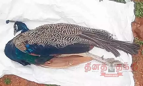 சாலையோரத்தில் இறந்து கிடந்த மயில்