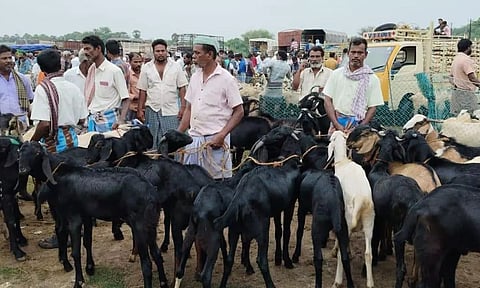 உளுந்தூர்பேட்டை வாரச்சந்தையில் ரூ. 3 கோடிக்கு ஆடுகள் விற்பனை