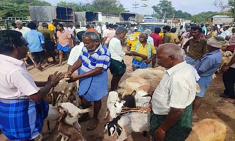 பொள்ளாச்சியில் களைகட்டிய ஆட்டு சந்தை