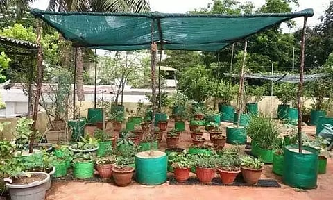 மாடித்தோட்ட பிரச்சினைகள்