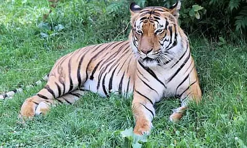 மேகமலை காப்பகத்தில் லேசர் கருவிகள் மூலம் புலிகள் கணக்கெடுக்கும் பணி தொடக்கம்