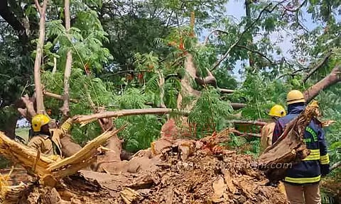 பலத்த காற்றால் சாலையில் விழுந்த மரங்கள்