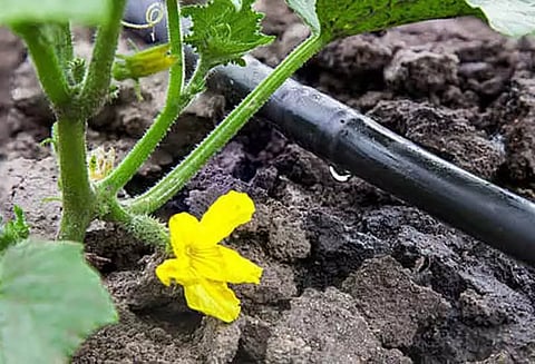 நுண்ணீர் பாசனம் அமைக்க அழைப்பு