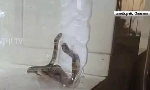 கேரளா: அரசு மருத்துவமனையில் 10-க்கும் மேற்பட்ட நாகப்பாம்பு குட்டிகளைப் பிடித்த தீயணைப்புத்துறையினர்