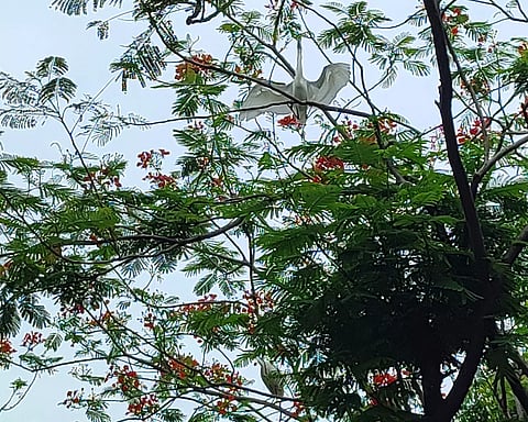 வெளிநாட்டு பறவைகளின் சரணாலயமாக திகழும் போலீஸ் நிலையம்