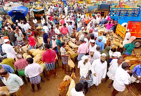 ராணிப்பேட்டை சந்தையில் ரூ.2 கோடிக்கு ஆடுகள் விற்பனை