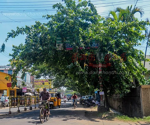 வழிகாட்டி பலகையை சூழ்ந்துள்ள மரக்கிளைகள்