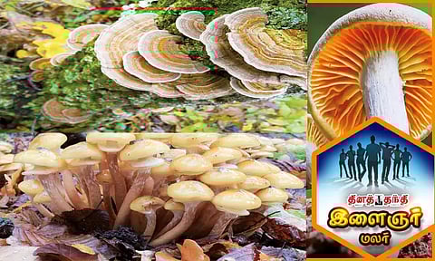 பூஞ்சைகளின் இயற்கை ராஜ்ஜியம்..!