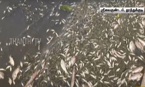 தாமிரபரணி நதியின் வடகால் வாய்க்காலில் கொத்து கொத்தாக செத்து கிடக்கும் மீன்கள்.!