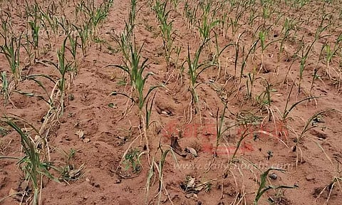 மானாவாரி நிலங்களில் பயிர்கள் கருகும் அபாயம்
