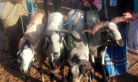 குண்டடம் வாரச்சந்தையில் ரூ.4 கோடிக்கு ஆடுகள் விற்பனை