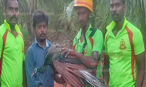 கிணற்றில் தவறி விழுந்த மயில் மீட்பு
