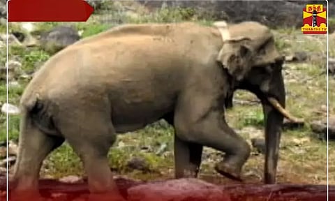 மெலிந்த நிலையில் இருந்தாலும் அரிக்கொம்பன் யானை நலமுடன் உள்ளது - வனத்துறை தகவல்