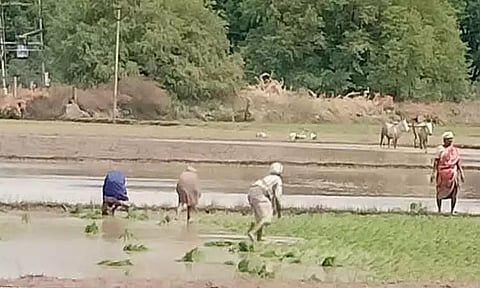 முதல்போக சாகுபடி நடவு பணி தீவிரம்