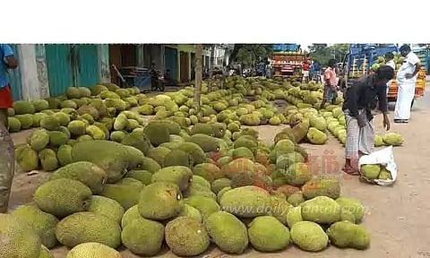 வடகாடு பகுதியில் பலாப்பழம் விலை வீழ்ச்சி