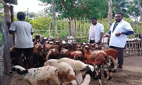 500 கால்நடைகளுக்கு சிறப்பு சிகிச்சை