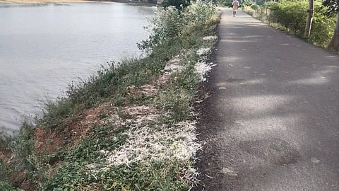 குளத்தில் கொட்டப்படும் கோழி இறைச்சி கழிவுகள்