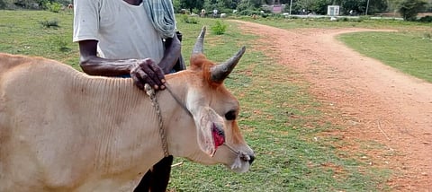 மேய்ச்சலுக்கு சென்ற 8 ஆடுகளை கொன்ற சிறுத்தை