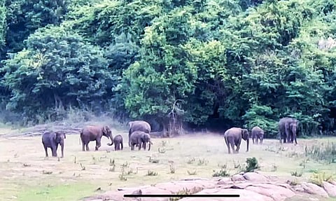 தண்ணீரைத் தேடி அலையும் யானைகள்