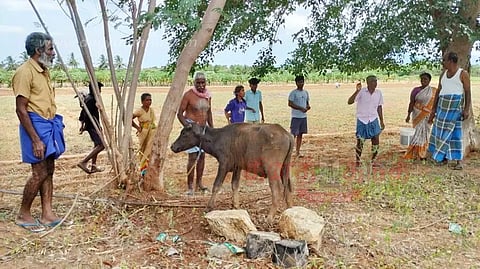 வெறிநாய் கடித்து 6 மாடுகள் காயம்