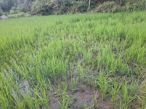 மீண்டும் ஒற்றை யானை அட்டகாசம்