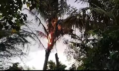 மின்னல் தாக்கி தென்னை மரம் தீப்பிடித்து எரிந்தது