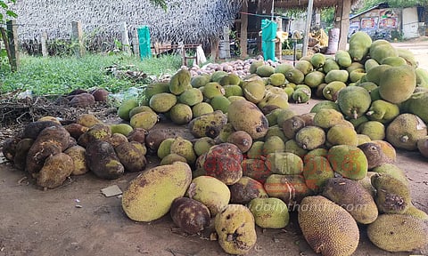 வாங்க ஆட்கள் இல்லாததால் அழுகும் பலாப்பழங்கள்