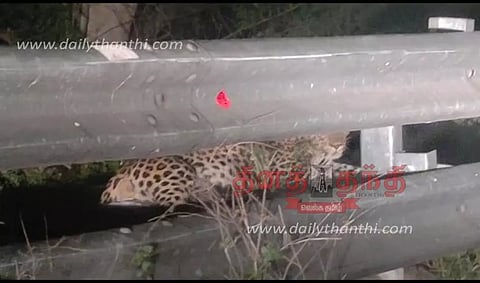 திம்பம் மலைப்பாதையில் படுத்திருந்த சிறுத்தைப்புலி