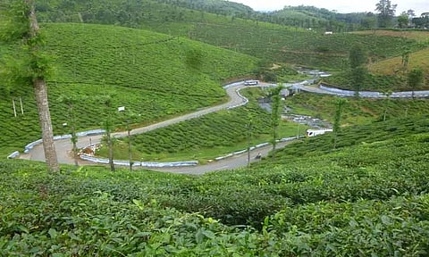 வால்பாறையில் இதமான காலநிலை:பச்சை தேயிலை உற்பத்தி அதிகரிப்பு