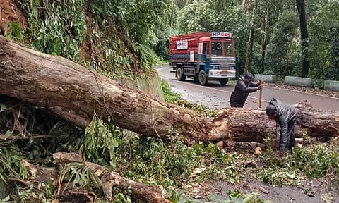 வால்பாறையில் மழை: மரம் விழுந்து போக்குவரத்து பாதிப்பு