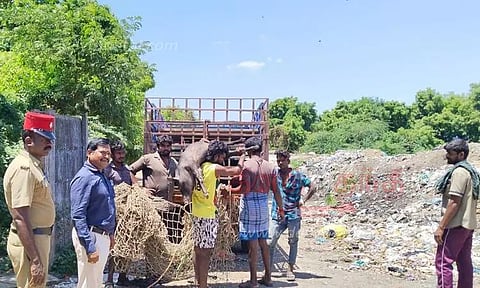 பொது இடங்களில் சுற்றித்திரிந்த 50 பன்றிகள் பிடித்து அகற்றம்