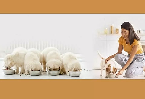 செல்லப்பிராணிகளுக்கு கொடுக்கக்கூடாத உணவுகள்