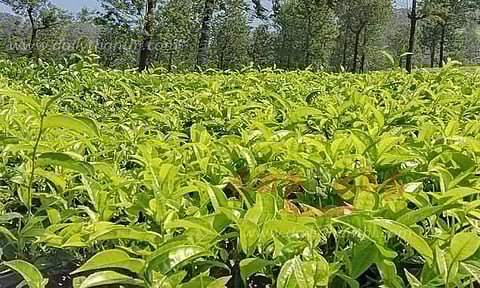 பச்சை தேயிலை கிலோவுக்கு ரூ.15.46 நிர்ணயம்