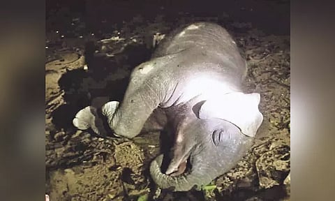 சேற்றில் சிக்கி காட்டு யானை செத்தது