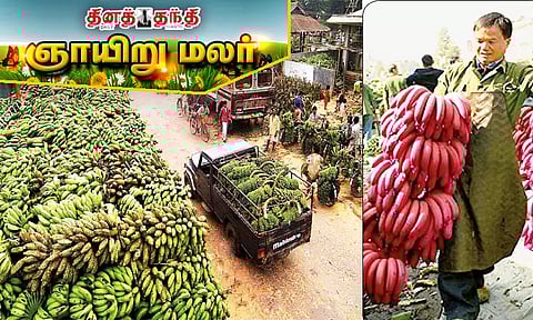 ஆசியாவின் மிகப்பெரிய வாழைப்பழ சந்தை