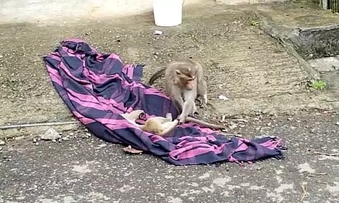 கூடலூரில் நெகிழ்ச்சி சம்பவம் : மின்சாரம் தாக்கி உயிரிழந்த குரங்கின் உடலை பார்த்து சக குரங்குகள் கண்ணீர்