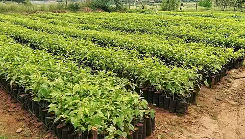 ஒரு லட்சம் மரக்கன்றுகள் பராமரிப்பு