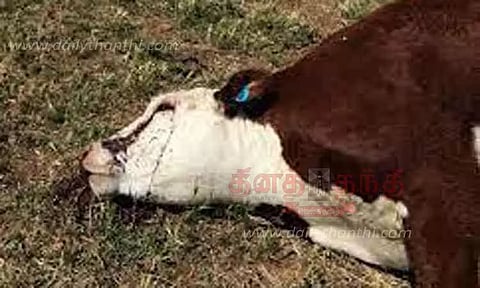 மின்னல் தாக்கியதில் 2 பசு மாடுகள் பலி