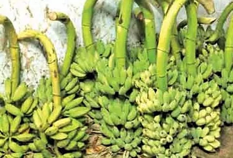 கரூரில் வாழைத்தார் விலை உயர்வு; மொந்தன் ரூ.720-க்கு விற்பனை