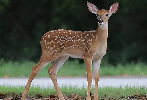 மானை வேட்டையாடிய 4 பேருக்கு ரூ.1 லட்சம் அபராதம்