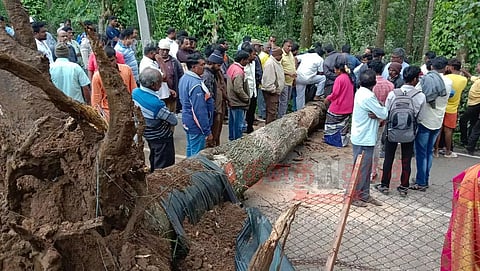 ஏற்காடு மலைப்பாதையில் குறுக்கே விழுந்த ராட்சத மரம்